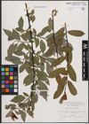 Foto von Salix daphnoides Vill.